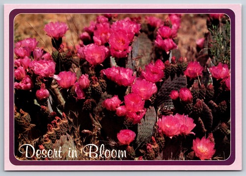 Postcard desert bloom - in,