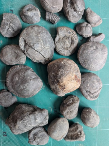 Mixed ammonite fossil - mixed,