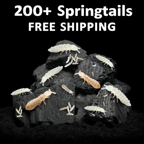 200 white temperate - white,
