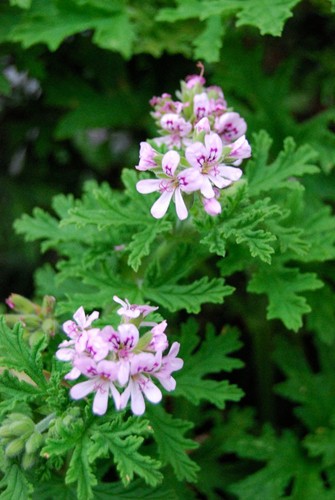 Lemon scented pelargonium - x,