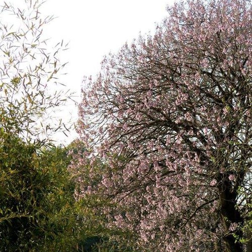 100 paulownia elongata seeds - 100,