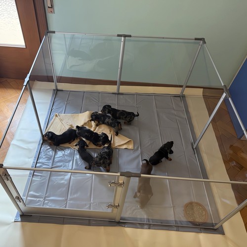 Xxl acrylic dog playpen - dog, pet