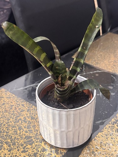 Bromeliad vriesea green indoor - vriesea,