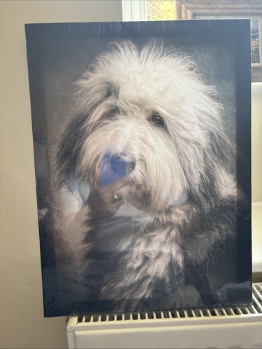 Old english sheep dog canvas - old,