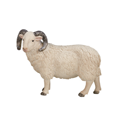 Sheep ram farm - farm, animals