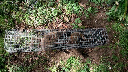 Rabbit bolt traps - rabbit, these