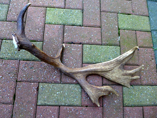 Fallow deer antler stick - deer,