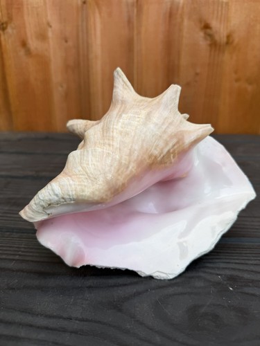 Large conch shell - large,