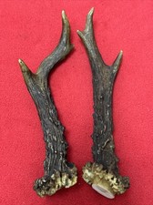 PAIR OF ROE DEER ANTLERS 153g