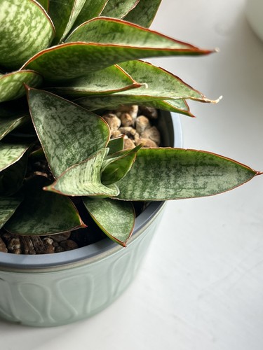 Sansevieria hybrid toxin - hybrid,