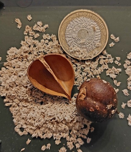 Foxglove tree seeds paulownia - foxglove,