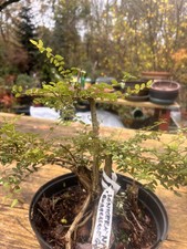 Lonicera Nitida Bonsai Tree