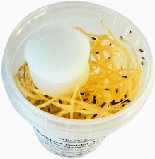 Flightless Golden Fruit Flies