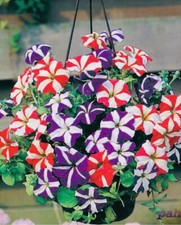 50 x PETUNIA TRAILING MIXED Seeds. 40-50 cm