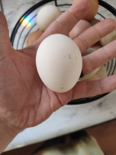 6 Assorted Unwashed Duck hatching eggs - Free Shipping!