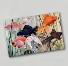 Fridge Magnet Goldfish Fantails Calico Black Moor Shubunkin Aquarium Fish (15)
