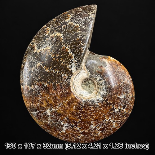 Polished ammonite large - polished, ammonite,