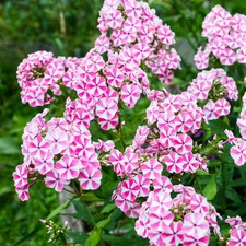 Garden Phlox 'Natascha'. Plug Plant x 4. Fragrant perennial flowers for cutting