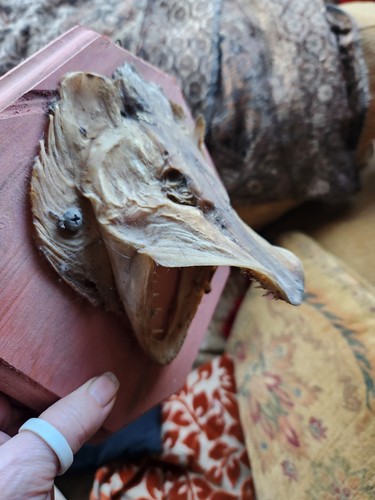 Taxidermy pike head - pike,
