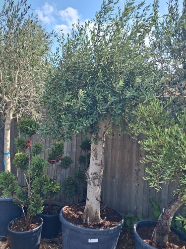 Olive tree standard approx - tree,