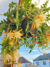 Epiphyllum Anguliger (Fishbone Cactus)- X2 Rooted Cuttings (15cm+ Each)