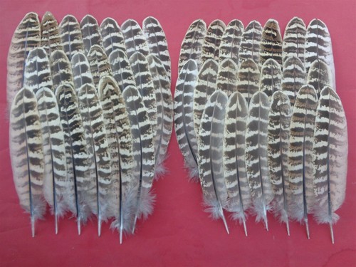 Hen pheasant wing feathers - hen,