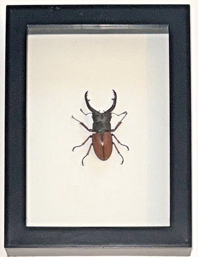 Framed stag beetle - stag,