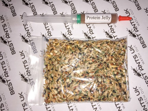 Live queen ant - live, food