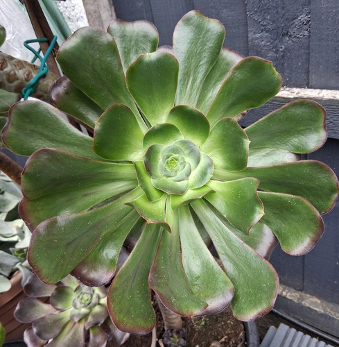 Large aeonium cyclop succulent - large,