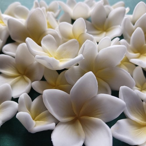Piece pulmaria frangipani - piece,
