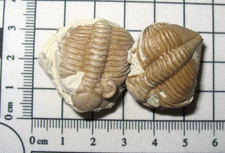 Devonian trilobite fossil