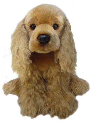 English cocker spaniel - english,