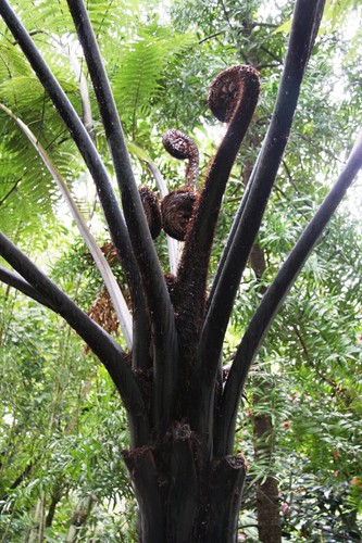 Cyathea medullaris black tree - medullaris.,