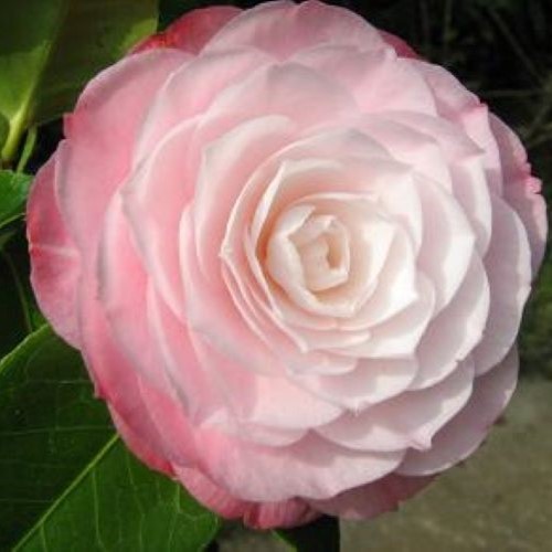 Camellia desire pot - desire, 2l