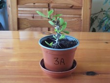 Euphorbia Milii - 'Crown of