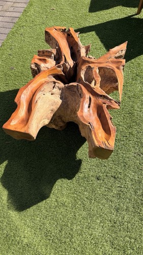 Solid wooden teak root - teak,