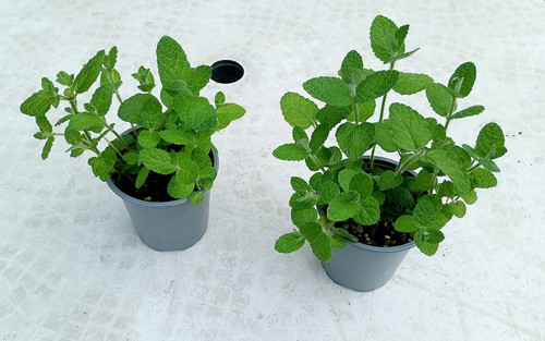 Two apple mint - mint, plants