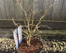 Prunus incisa Kojo-no-Mai 3L