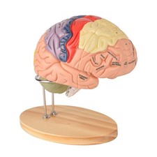 Human Brain Model Brain Model