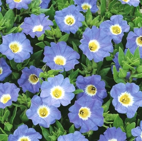 Nolana blue bird - nolana, 'blue