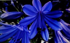 Agapanthus  Plants Black Panther Two X large   one litre pots