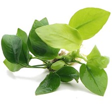 Anubias Nana Golden Live
