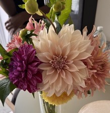 Dahlia Tuber - Cafe Au Lait -