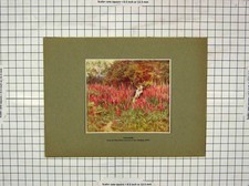 Original Old Antique Print