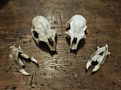 Squirrel skull taxidermy - 1, x