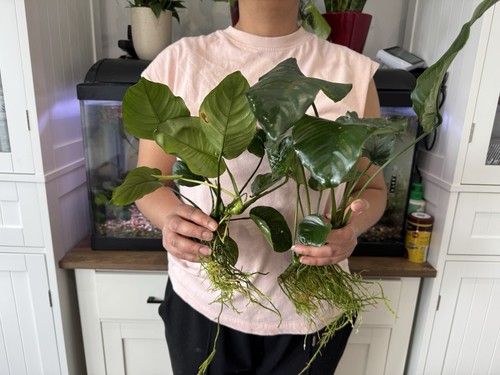 Large anubias barteri - barteri, broad