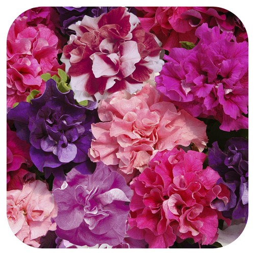 Petunia double duo mixed mini - petunia,