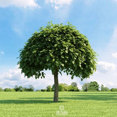 Catalpa bignonioides pcs - catalpa,