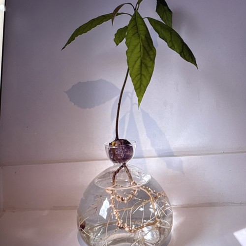 Avocado seedling - avocado,