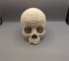 Replica Human Skull With Bone